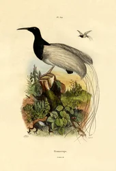 Pájaro azucarero del Cabo